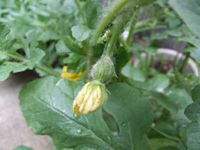 スイカの関連記事 園芸ナビ 花と野菜の育て方