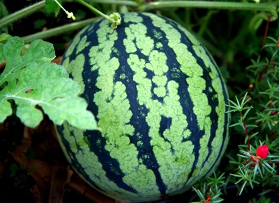 スイカの関連記事 園芸ナビ 花と野菜の育て方