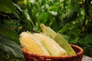 sweetcorn005.jpg
