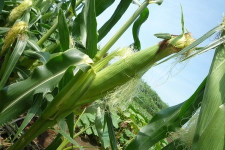 sweetcorn006.jpg