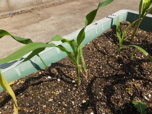 sweetcorn007.jpg