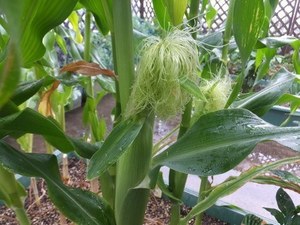 sweetcorn008.jpg