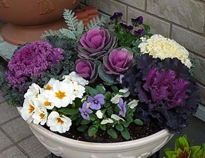 花壇 寄せ植え ガーデニングの関連記事 園芸ナビ 花と野菜の育て方