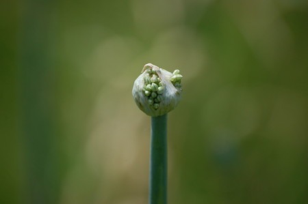 tamanegi (1).jpg