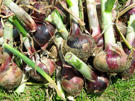 tamanegi (1).jpg