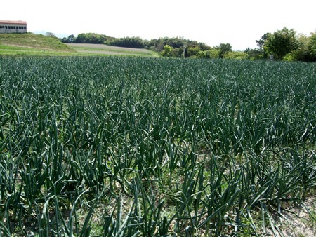tamanegi (3).jpg