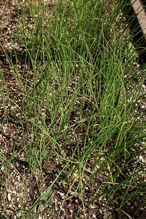 tamaneginae005 (2).JPG