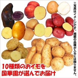 taneimo.jpg