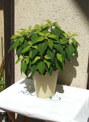 tanjitu.JPG