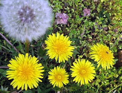 ダンデライオン、タンポポの育て方: 園芸ナビ｜花と野菜の育て方