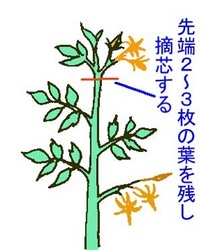 tekisin.jpg