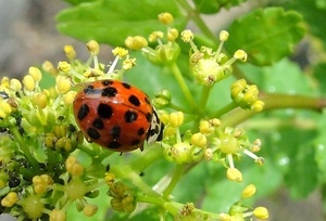 tentomusidamasi.jpg
