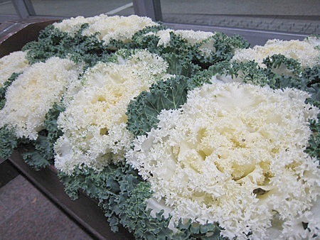 tirimen-habotan.jpg