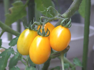 tomato.JPG