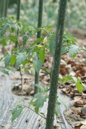 tomato.jpg