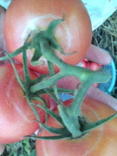 tomato.jpg