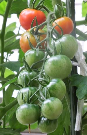 tomato.jpg