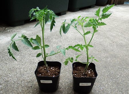 tomato.jpg