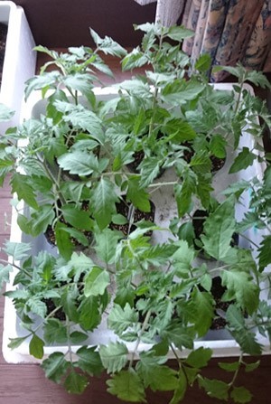 tomato-hoonnae.jpg