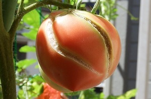 トマトの実が割れる理由と対策は？