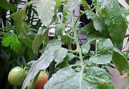 tomato-udonko008.JPG