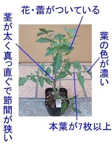 tomato-yoinae.jpg