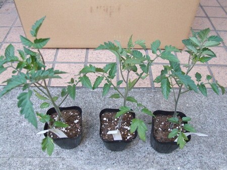 tomato035.jpg