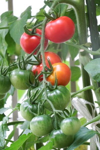 トマト 簡単な育て方