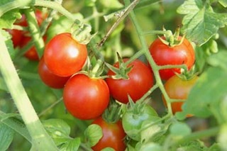 トマトの苗の選び方｜おいしい果実をいっぱい収穫