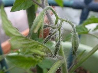 トマト苗の植え付け準備｜土・肥料のコツ