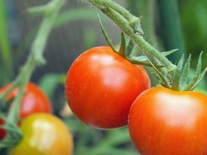 野菜の関連記事 園芸ナビ 花と野菜の育て方