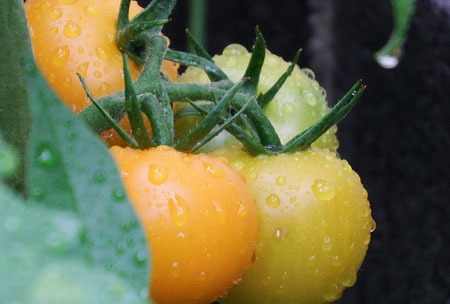 tomato (31).JPG
