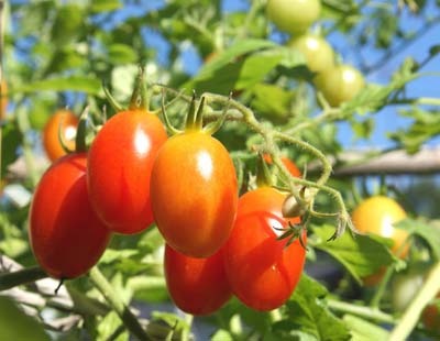 tomato syukaku300.jpg