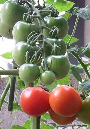 tomato279.JPG