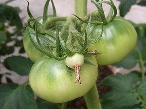tomato421.jpg