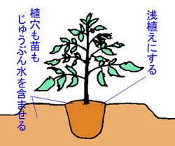 tomatonae-uekata.jpg