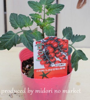 tomatonew.jpg