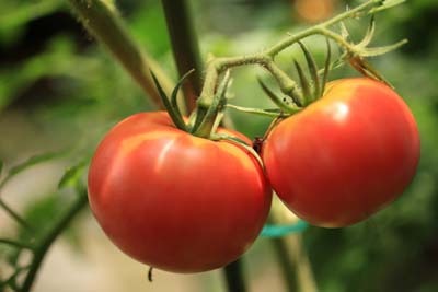 tomatorekka.jpg