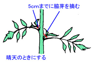 tomatowakime.jpg