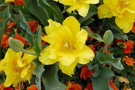 tulip-yae.jpg