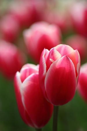 tulip.jpg