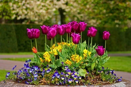 tulip001.jpg