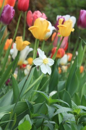 tulip006.jpg