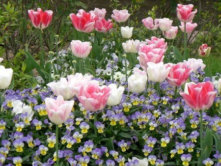 tulip007.jpg