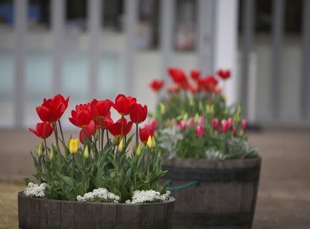 tulip012.jpg