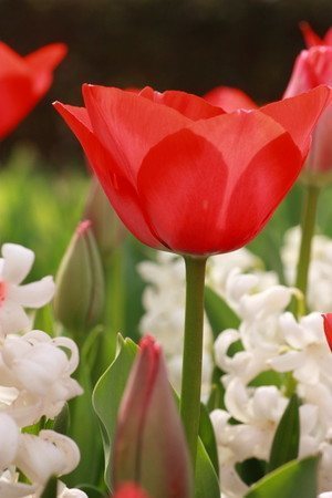 tulip013.jpg