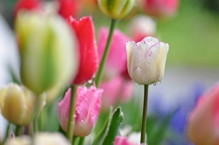 tulip015.jpg