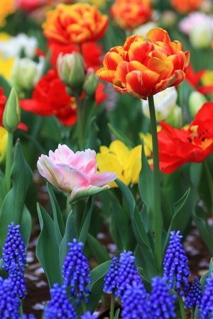 tulip018.jpg