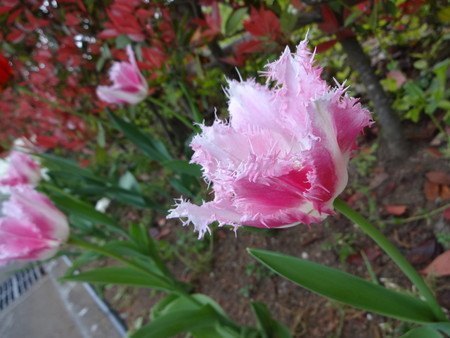 tulip02.jpg