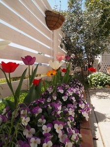tulip201620.jpg